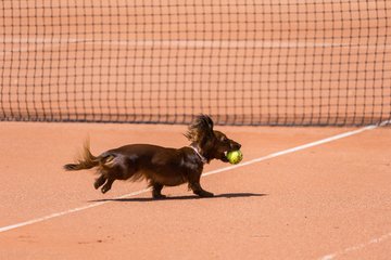 Bild 70 - RL TC an der Schirnau - SV Zehlendorfer Wespen : Ergebnis: 9:0